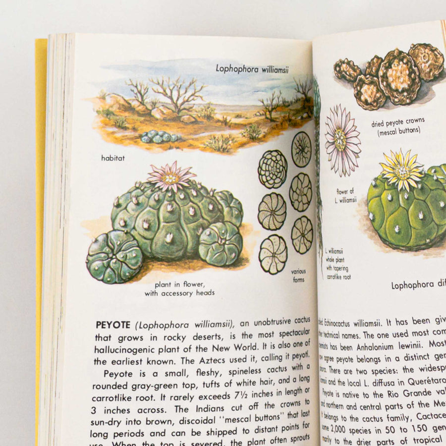 hallucinogenic house plants Hallucinogenic Plants : A Golden Guide