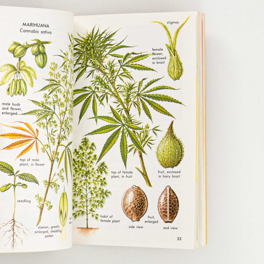 hallucinogenic plant seeds Hallucinogenic Plants : A Golden Guide